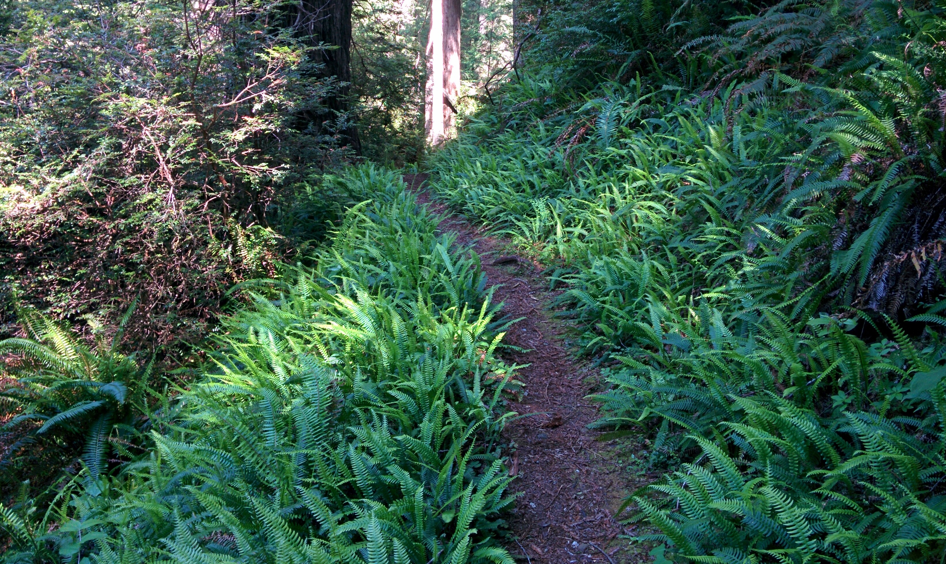 Fern Canyon in Prairie Creek Redwoods State Park in May of 2016